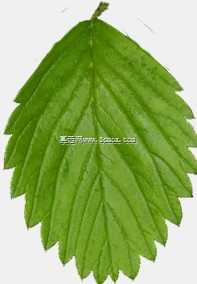 草莓